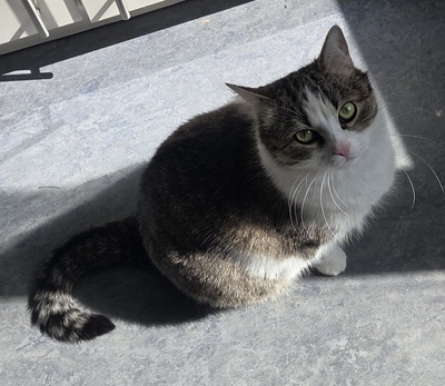 1 Kater & 1 Katze Jungtier - Kater