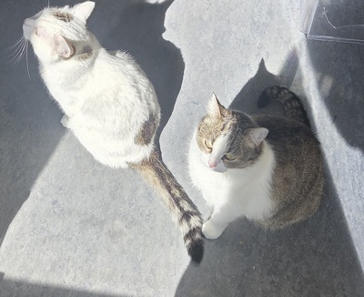 1 Kater & 1 Katze Jungtier - Kater