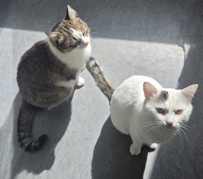 1 Kater & 1 Katze Jungtier - Kater