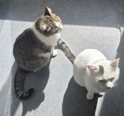 1 Kater & 1 Katze Jungtier - Kater