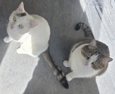 1 Kater & 1 Katze Jungtier - Kater