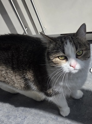 1 Kater & 1 Katze Jungtier - Kater