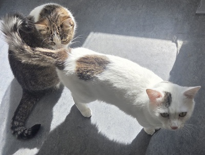 1 Kater & 1 Katze Jungtier - Kater