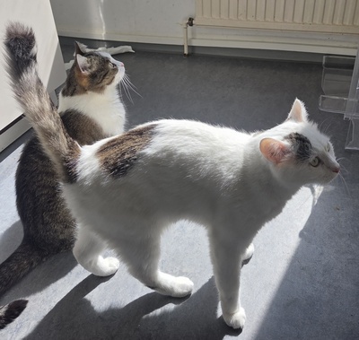1 Kater & 1 Katze Jungtier - Kater