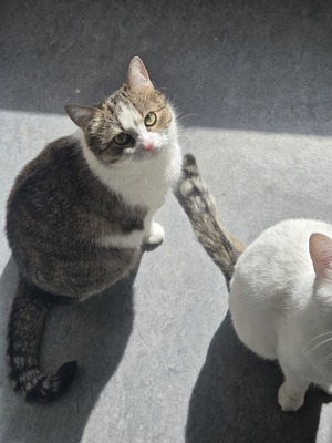 1 Kater & 1 Katze Jungtier - Kater
