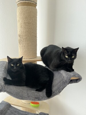1 Katze & 1 Kater - Kater
