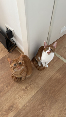 1 Katze & 1 Kater - Katze