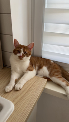 1 Katze & 1 Kater - Katze