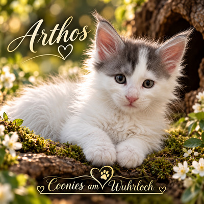 10 Kitten, MAINE COON KITTEN Jungtier - Kater