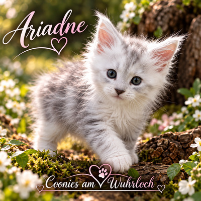 10 Kitten, MAINE COON KITTEN Jungtier - Kater