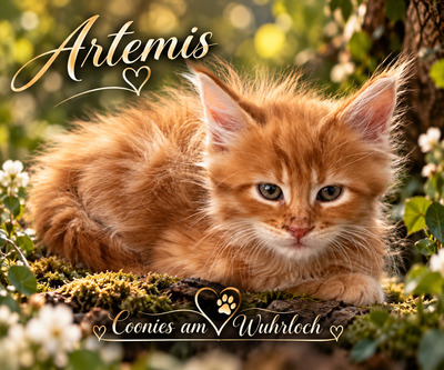 10 Kitten, MAINE COON KITTEN Jungtier - Kater