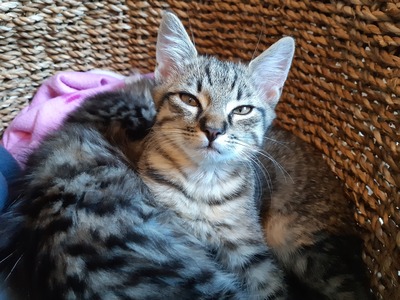 10 Wochen alter Babykater, Hauskatze Jungtier - Kater