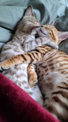 2 Bengalen Jungtier - Katze