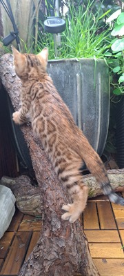 2 Bengalen Jungtier - Katze