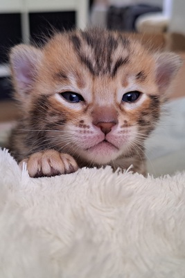 2 Bengalen Jungtier - Katze