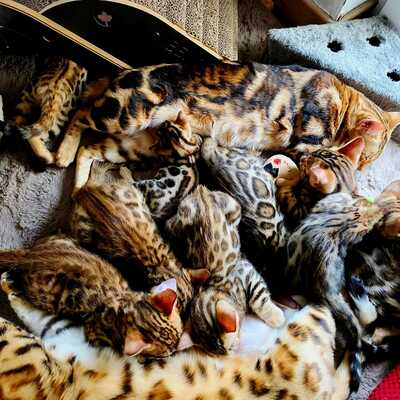 2 Bengalen Jungtier - Katze