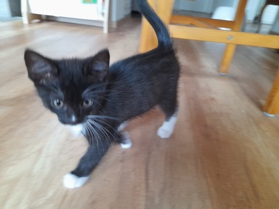 2 Geschwister- eine getigerte Glückskatze und ein schwarz-weißer Kater, Glückskatze und unbekannt Jungtier - Kater