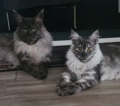 2 Katzen - Kater 1