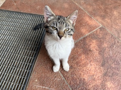 2 Süße Babykatzen Weiblich in gute Hände abzugeben Jungtier - Katze