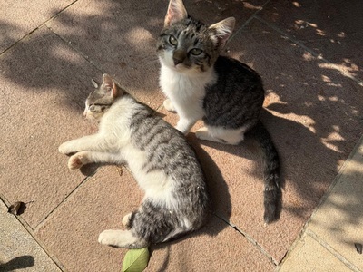 2 Süße Babykatzen Weiblich in gute Hände abzugeben Jungtier - Katze
