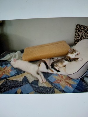 2 brüder suchen enen wohnungsplatz, Bkh-maincoon Jungtier - Kater