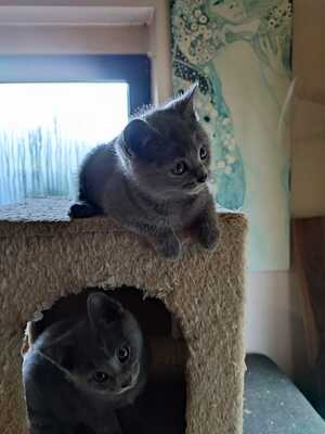 2 echte Kartäuser Chartreux-Kätzchen, Kartäuser Jungtier - Kater