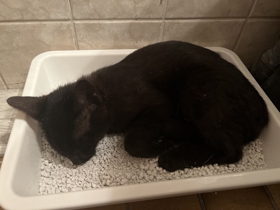 3 Baby Kater, Hauskatze - Kater