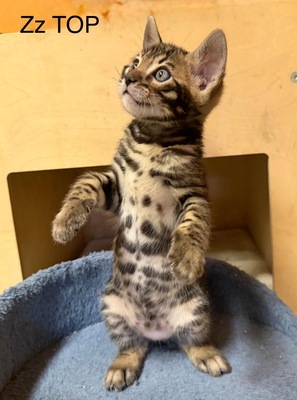 3 Bengal Kitten mit Stammbaum Brown roseted