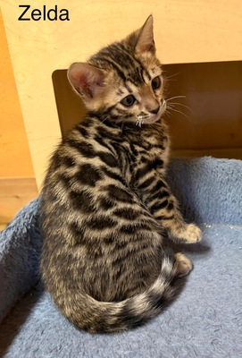 3 Bengal Kitten mit Stammbaum Brown roseted, Bengal Jungtier - Kater