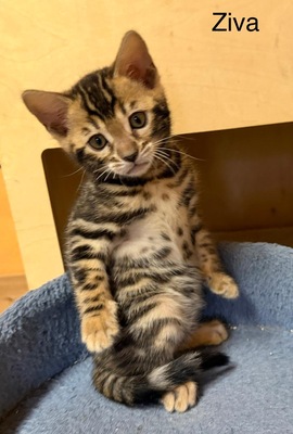 3 Bengal Kitten mit Stammbaum Brown roseted, Bengal Jungtier - Kater