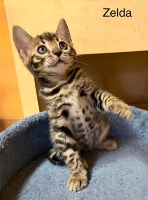 3 Bengal Kitten mit Stammbaum Brown roseted, Bengal Jungtier - Kater