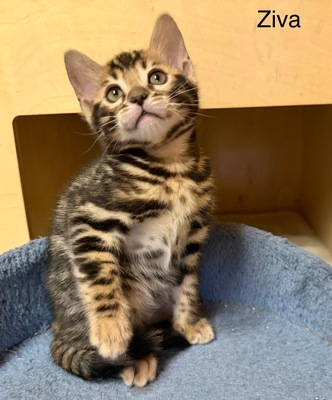 3 Bengal Kitten mit Stammbaum Brown roseted, Bengal Jungtier - Kater