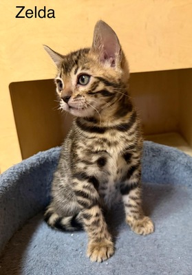 3 Bengal Kitten mit Stammbaum Brown roseted, Bengal Jungtier - Kater