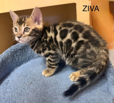 3 Bengal Kitten mit Stammbaum Brown roseted, Bengal Jungtier - Kater