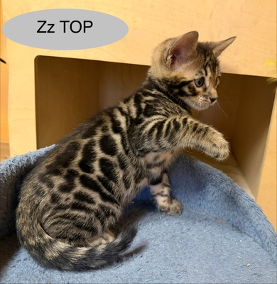 3 Bengal Kitten mit Stammbaum Brown roseted, Bengal Jungtier - Kater