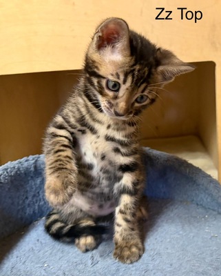 3 Bengal Kitten mit Stammbaum Brown roseted, Bengal Jungtier - Kater