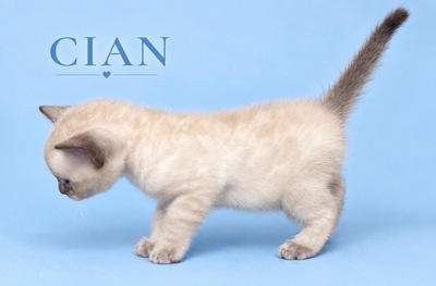 3 Bengal Kitten mit Stammbaum SNOW, Bengal Katzen Jungtier - Kater