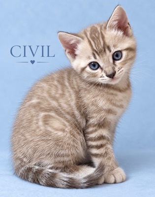 3 Bengal Kitten mit Stammbaum SNOW, Bengal Katzen Jungtier - Kater