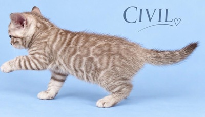 3 Bengal Kitten mit Stammbaum SNOW, Bengal Katzen Jungtier - Kater