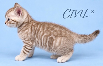 3 Bengal Kitten mit Stammbaum SNOW, Bengal Katzen Jungtier - Kater