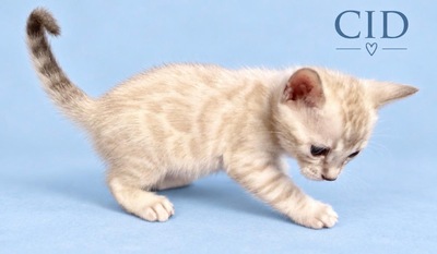 3 Bengal Kitten mit Stammbaum SNOW, Bengal Katzen Jungtier - Kater