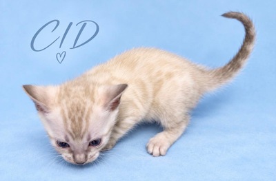 3 Bengal Kitten mit Stammbaum SNOW, Bengal Katzen Jungtier - Kater