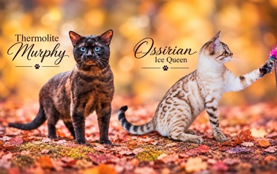3 Bengal Kitten mit Stammbaum SNOW, Bengal Katzen Jungtier - Kater