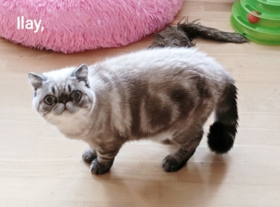 3 Exotic-Shorthair Kastraten, Exotic Shorthair - Kater