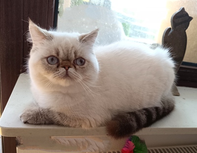 3 Exotic-Shorthair Kastraten, Exotic Shorthair - Kater