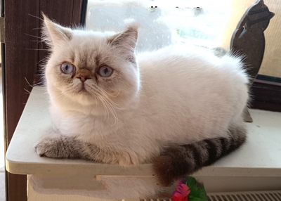 3 Exotic-Shorthair Kastraten, Exotic Shorthair - Kater