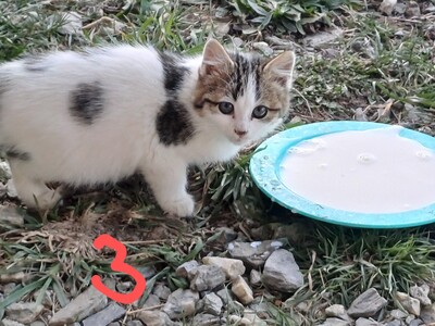 3 Farbiger Mutter und schwarz weißem Kater Jungtier - Katze