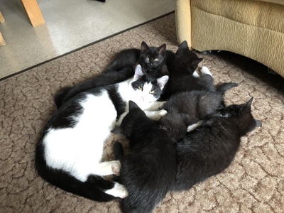 3 Kater und 4 Kätzchen, Hauskatze/Hauskater Jungtier - Kater