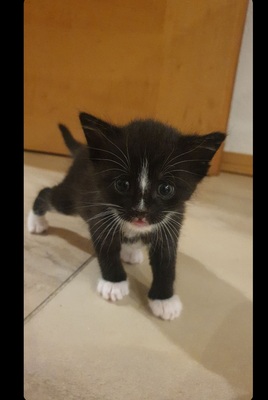 3 Katzenbabys suchen ein Zuhause Jungtier - Kater