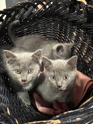 3 echte Kartäuser Chartreux-Kätzchen, Kartäuser Jungtier - Kater